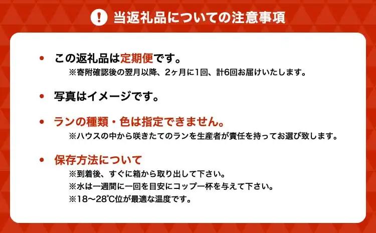 定期便 胡蝶蘭 【定期便6回】2ヶ月に1回 熊本県産 ミディ胡蝶蘭 【定期便6回】ミディ胡蝶蘭の定期便（2ヶ月に1回）