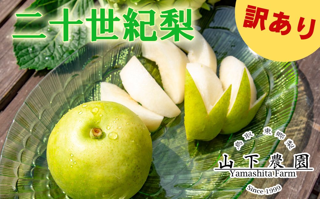 梨 訳あり ご家庭用 二十世紀 5kg 鳥取県産 湯梨浜 東郷 名産 9M | 二十世紀梨 鳥取県 湯梨浜町 果物 フルーツ 特産品