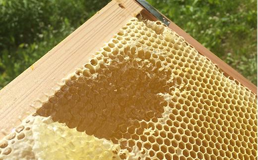 百花蜂蜜 約550g×2本 B-041