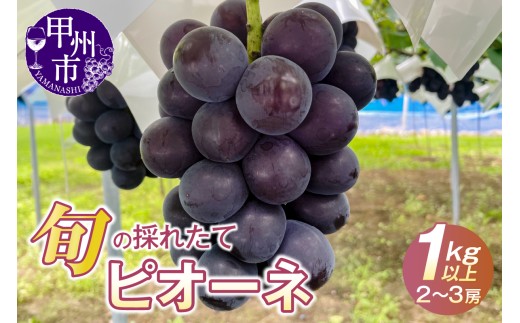 旬の採れたてピオーネ 1kg以上（2～3房）【2026年発送】（HO）B-1412　【ピオーネ ぶどう 葡萄 ブドウ 令和8年発送 期間限定 山梨県産 甲州市 フルーツ 果物 クール便】