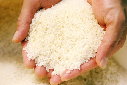 【令和7年度産】精米 ハツシモ 10kg｜ハツシモ