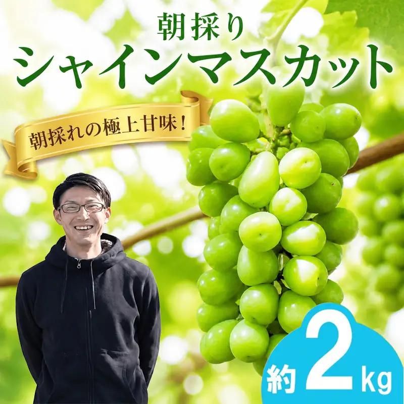 【2027年発送】 朝採りシャインマスカット 約2kg(3房～4房) フルーツ シャインマスカット 