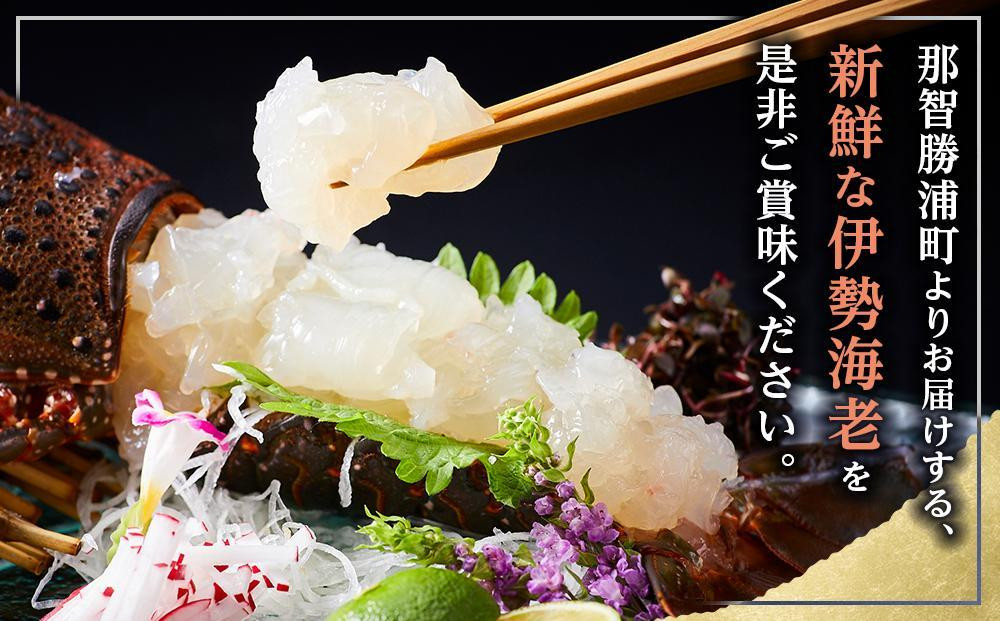 活 伊勢海老 1匹（約300ｇ）南紀黒潮イセエビ 年末年始 お正月 お届け可｜期間限定 漁師直送 海鮮 とれたて 人気
