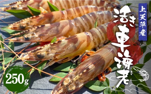 【配送日指定品】上天草産活き車海老250g（約8～15尾）活き車海老 車海老 車えび えび エビ 海老 生きたまま お取り寄せ 熊本県 上天草市【配送期間2025年11月20日から2026年1月31日】