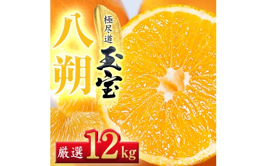 【先行受付】【凛とした苦み】クセになる旨み【八朔】12kg　愛媛県産【64-100】【1751167】ふるさと納税 果物 くだもの はっさく 八朔 みかん ミカン 蜜柑 柑橘 フルーツ 選べる 3.5kg 6kg 12kg 内容量 期間限定 季節限定 特産品 YWTY092