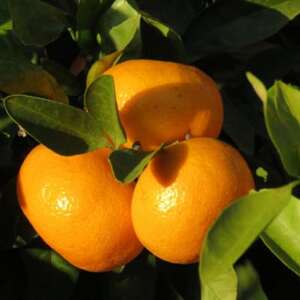 [訳あり]紀州有田みかん約5kg(S～Lサイズ)【日高町】【1394228】