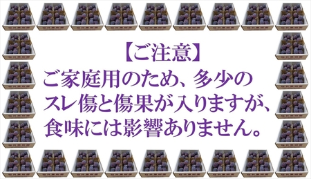 長野県産プルーン『サンプルーン』 家庭用 約1.6kg（400g×4）〈2025年9月出荷／北海島・沖縄・離島は配送不可〉信州 果物 旬彩 先行予約 期間限定 国産 【 フルーツ 長野県 佐久市 】