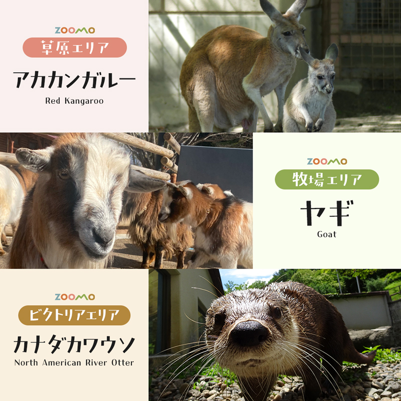 盛岡市動物公園ZOOMO入園チケット（小中学生5枚セット）
