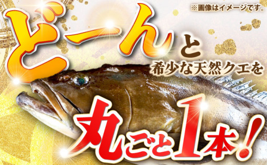 天然クエ（2ｷﾛ台・丸もの） [JBS040]