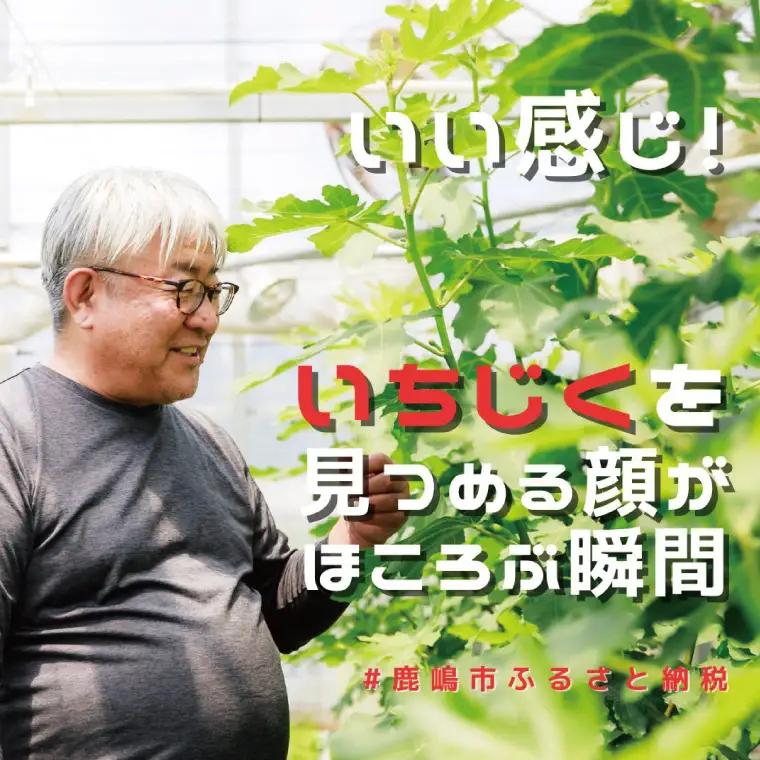 イチジク苗木　1年物【なえぎ 観葉 植物 いちじく 自宅 ポット ドーフィン 茨城県 鹿嶋市】