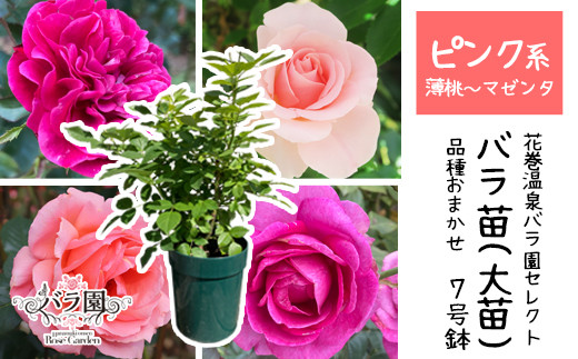 <色が選べる♪>花巻温泉バラ園で育った「バラ大苗」7号サイズ -ピンク-　【1660】