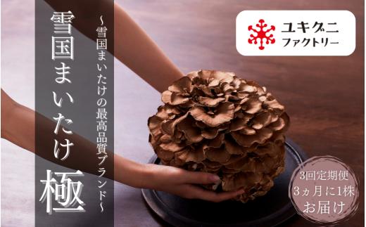 【 定期便 3回 】 まいたけ 雪国まいたけ 極 1株 ( 約900g ) ×3回 ( 3ヵ月に1回発送 / 全3回 ) 化粧箱入 | 舞茸 マイタケ 茸  国産 産地直送 新潟県 五泉市 ユキグニファクトリー株式会社