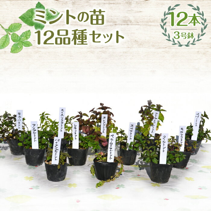 【ふるさと納税】 【ハーブショップYOU'樹】ミントの苗 3号ポット 12品種セット ふるさと納税 ミント 苗 ハーブ スパイス ガーデニング ベランダ 庭 健康 趣味 ギフト 家庭菜園 贈り物 人気 おすすめ 山梨県 昭和町 母の日 父の日 敬老の日 SWBE013