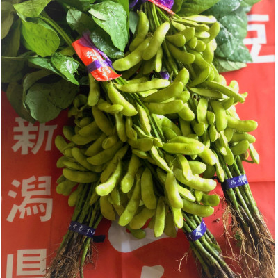 
                  【令和8年産 先行予約】 弥彦村産「弥彦むすめ」枝付き枝豆 2把 約1kg | 新潟県ブランド枝豆 枝付き枝豆 新鮮 弥彦村特産 特産品 枝豆 野菜 おつまみ えだまめ 新潟県産
                