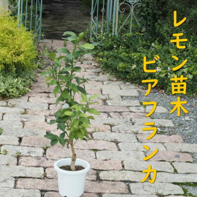 【ふるさと納税】植物 レモン 苗木 トゲ無し レモンの木 品種 ビアフランカ トゲ無し 3年生苗　 インテリア グリーンアイテム グリーンインテリア 玄関 庭 ガーデン ガーデニング 果樹 柑橘
