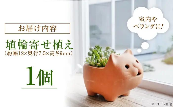 多肉植物 寄せ植え ねこ型 / 多肉植物 寄せ植え 鉢植え テラコッタ 埴輪カラー 園芸 ガーデニング 大阪府 / 大阪府藤井寺市/JamFlowerSalon [BLAW007]