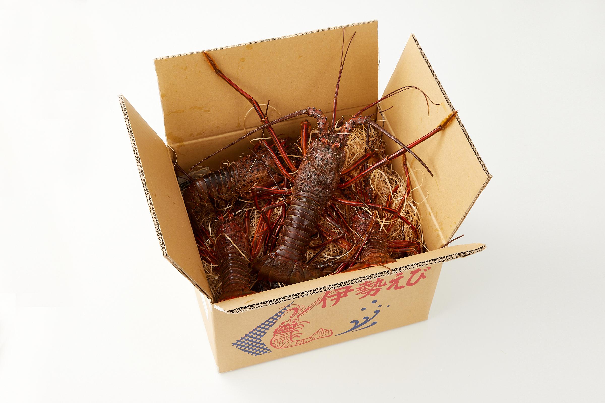 【訳あり】天然 活 伊勢海老 約2kg（ 5～10尾 大きさ 不揃い ）南紀黒潮イセエビ 年末年始 お正月 お届け可｜ 期間限定 漁師直送 海鮮 海老 とれたて 人気