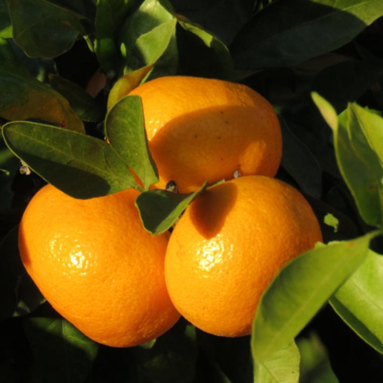 ZD7028_数量限定【ブランドみかん】田村みかん 大玉 約9kg (3Lサイズ)