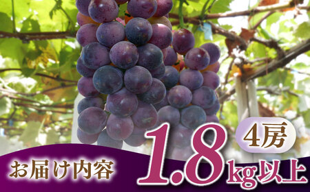 【2025年8月〜発送】【数量限定】【糖度18度以上】巨峰ぶどう 4房 2㎏以上 / ぶどう ブドウ 葡萄 巨峰 果物 フルーツ ふるーつ / 南島原市 / ミナサポ[SCW073]