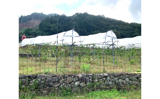 もともと田んぼだった耕作放棄地、ブドウ畑として生まれ変わりました