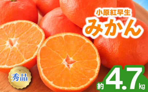 先行予約 みかん 蜜柑 約4.7kg 小原紅早生 小原紅早生みかん 柑橘 オレンジ 果物 フルーツ 果実 旬 家庭用 11月下旬～12月下旬 配送 選べる 容量 香川県 丸亀市