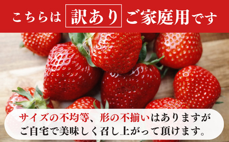 いちご 平群の古都華 S～Mサイズ （2パック×2ケース）計4パック 阪野農園 4月発送 | 果物 くだもの フルーツ 苺 イチゴ いちご ストロベリー 古都華 ことか 旬の品種 フードロス 産地直送