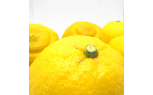 【先行予約】【人気柑橘】 特撰 はるかみかん  5kg+200g(痛み補償分)※着日指定不可【ard250A】