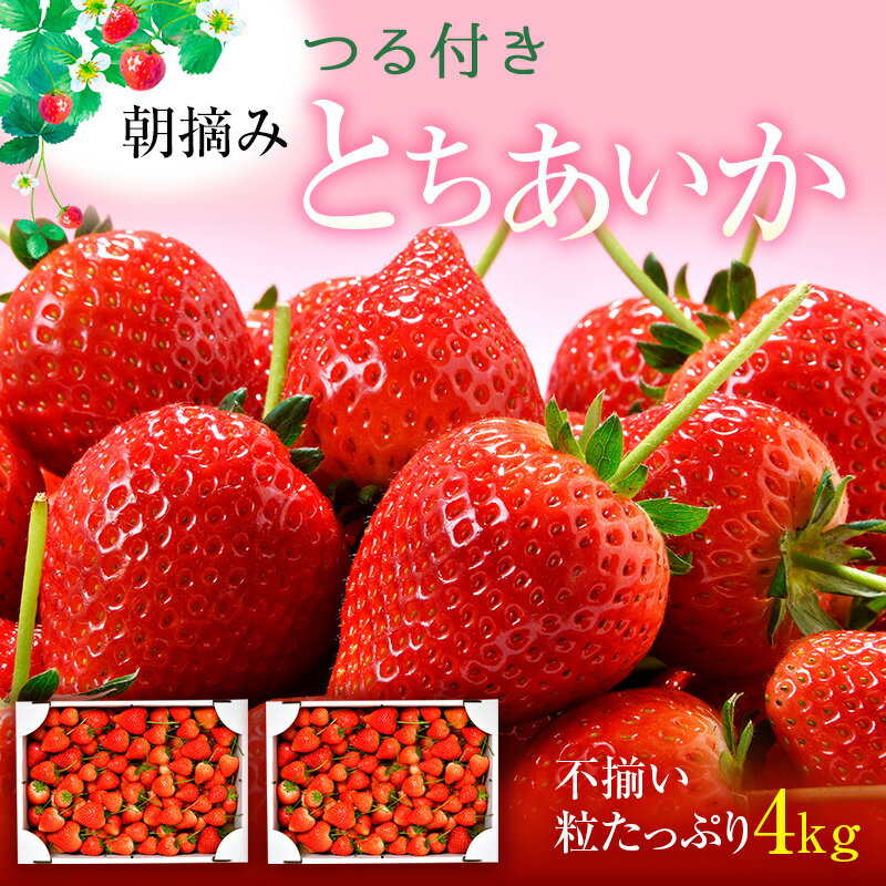 【ふるさと納税】とちあいか不揃い粒たっぷり2kg×2箱 計4kg（家庭用、ジャム・冷凍など加工用にもおすすめ） ｜ 果物 いちご 朝取り 新鮮 美味しい ハート 甘い フルーツ デザート ストロベリー ※2025年5月中旬～5月下旬頃に順次発送予定
