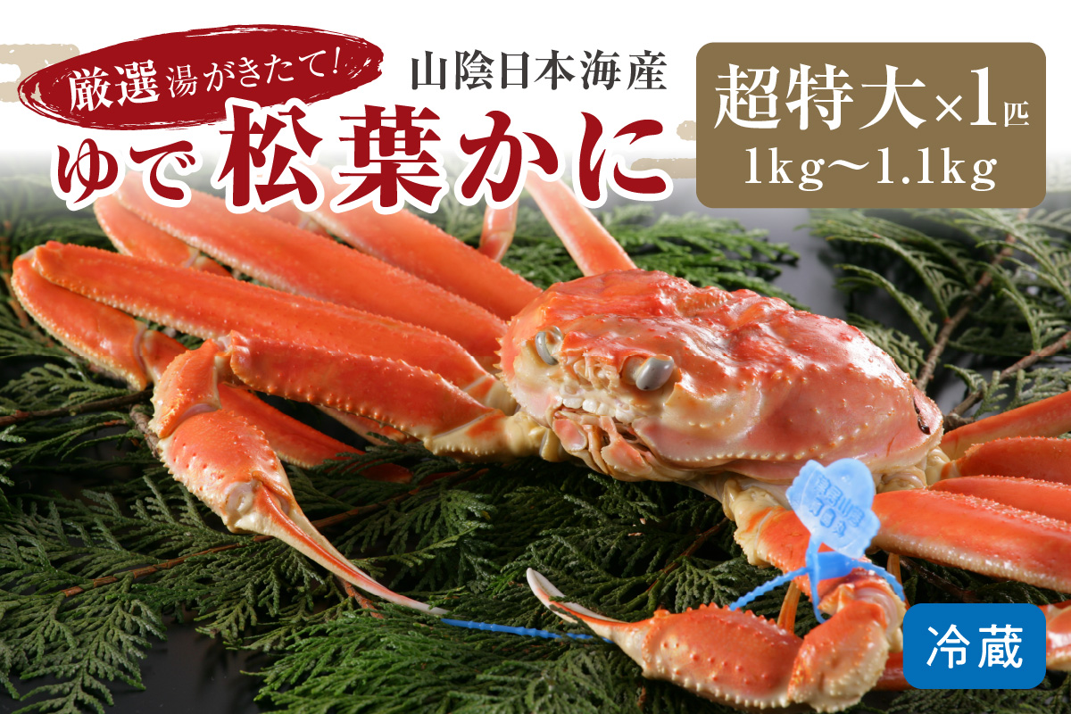 かに卸問屋がお届け・自社釜ゆで！山陰沖ゆで松葉がに 1ｋｇ～1.1ｋｇ 超特大サイズ（12月発送）／北畿水産