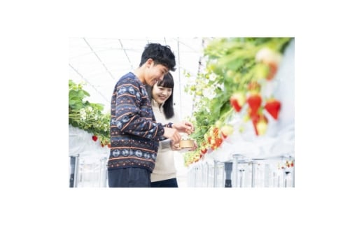 ＜苺舎＞いちご狩り招待ペアチケット【1702025】