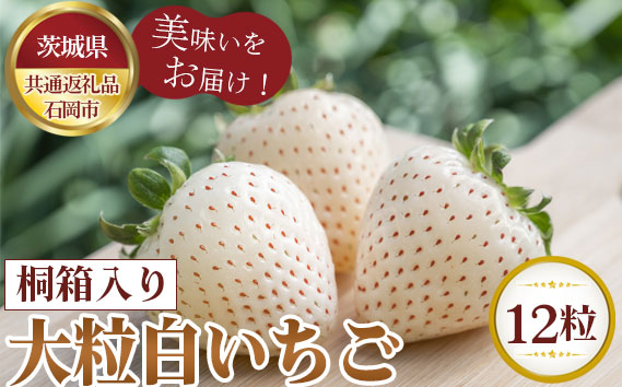 【先行予約】お歳暮　桐箱入り　大粒白いちご　12粒【茨城県共通返礼品 石岡市】