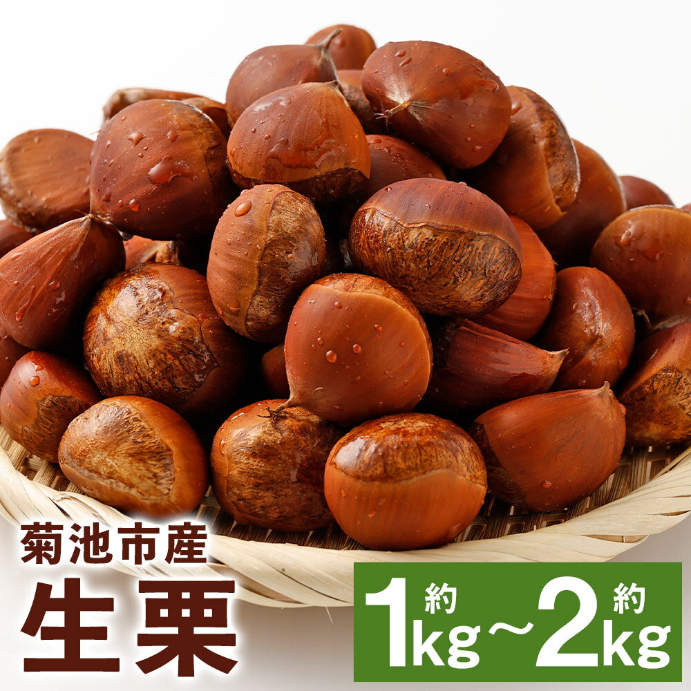 【ふるさと納税】菊池市産 生栗 約1kg/約2kg 選べる内容量 栗 くり 栽培期間中農薬不使用 熊本県産 九州産 国産 冷蔵 送料無料 【2024年8月下旬～9月下旬に順次発送予定】