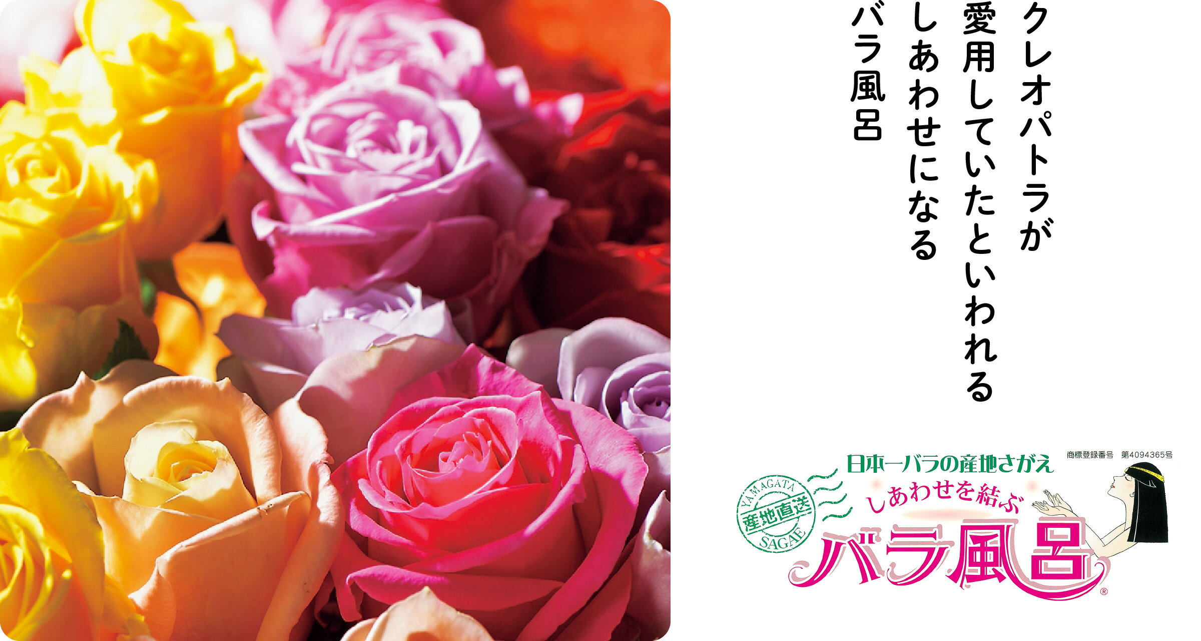 【ふるさと納税】ご自宅用 バラ風呂セット（選べる24輪または48輪）山形県産 【 薔薇 お取り寄せ 特産 産地直送 ばら ギフト プレゼント フラワー ローズ 花 祝 贈答 記念 植物 癒し 香り 豪華 女子力 彼女 妻 母 女性 友達 コスプレ バス リラックス 撮影 国産 東北 】
