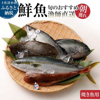 ふるさと納税 土佐清水市 旬の朝獲れ鮮魚(焼き魚用)漁師おすすめセット【以布利定置網　漁師直送】【S00821】