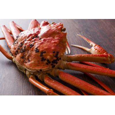 ふるさと納税 京丹後市 ズワイガニ 姿【厳選!タグ付きブランド蟹】茹で松葉かに 600g級×1杯  日本海山陰西部産 |  | 01