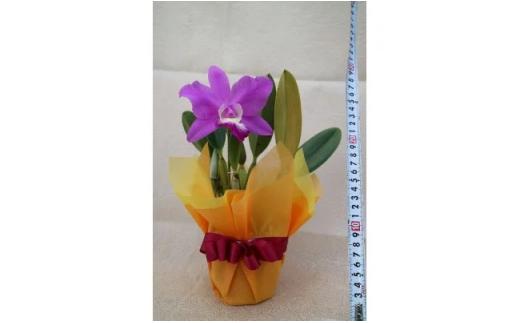 【8月以降発送】 洋蘭 カトレア鉢花 中輪 花 植物 生花 鉢植え 鉢花 インテリア 洋ラン 蘭 カトレア 花鉢 室内 栽培 鑑賞 園芸 ガーデニング リボン ラッピング プレゼント ギフト 贈答用 お祝い