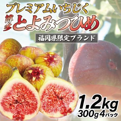 ふるさと納税 太宰府市 【2027年8月中旬〜10月下旬発送予定】福岡県ブランドいちじく「博多とよみつひめ」4パック