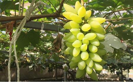 ご家庭用 ゴールドフィンガー 1房 約400g【先行予約 2026年7月中旬から順次発送】