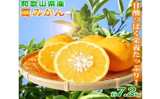 夏みかん 7.2kg　※2025年4月下旬頃順次発送（お届け日指定不可）【uot775】【uot775】