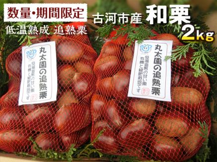 【数量・期間限定】低温熟成 追熟栗 2Kg 古河市産和栗 茨城産 茶園 産地直送 丸太園_BF15※離島への配送不可 ※2024年10月中旬頃より順次発送予定