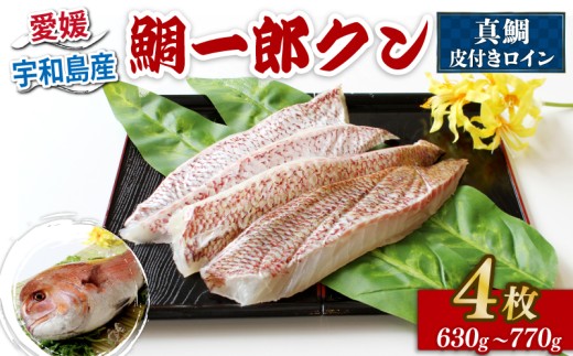 真鯛 鯛一郎クン 皮付き ロイン 4枚 株式会社タイチ 鯛 タイ たい tai マダイ まだい 養殖 刺身 お刺身 お刺し身 柵 鯛めし 鯛茶漬け 漬け丼 丼 鯛しゃぶ しゃぶしゃぶ アレンジ 冷凍 真空パック 新鮮 産地直送 国産 愛媛 宇和島 D026-195003