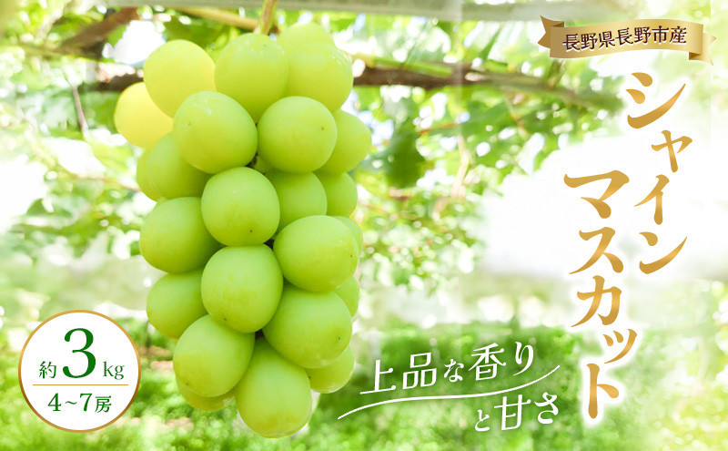 2026年産　長野県長野市産シャインマスカット 約3kg 4房～7房 シャイン マスカット 葡萄 ぶどう 果物 フルーツ 信州 |  シャイン マスカット 葡萄 ぶどう 果物 フルーツ 信州 ブドウ 