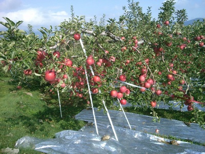長野県産りんご サンふじ 約2.5kg｜りんご