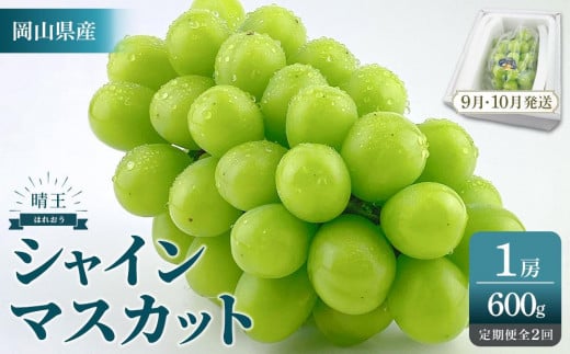 2025年　先行予約　受付中　シャインマスカット 晴王 １房 約600ｇ２回 定期便　9月・10月に1回ずつ発送　【岡山県産 種無し 皮ごと食べる みずみずしい 甘い フレッシュ 9月～10月発送 晴れの国 おかやま ぶどう 葡萄 マスカット 果物大国 彩美菜果 岡山県 岡山市 おすすめ 人気】