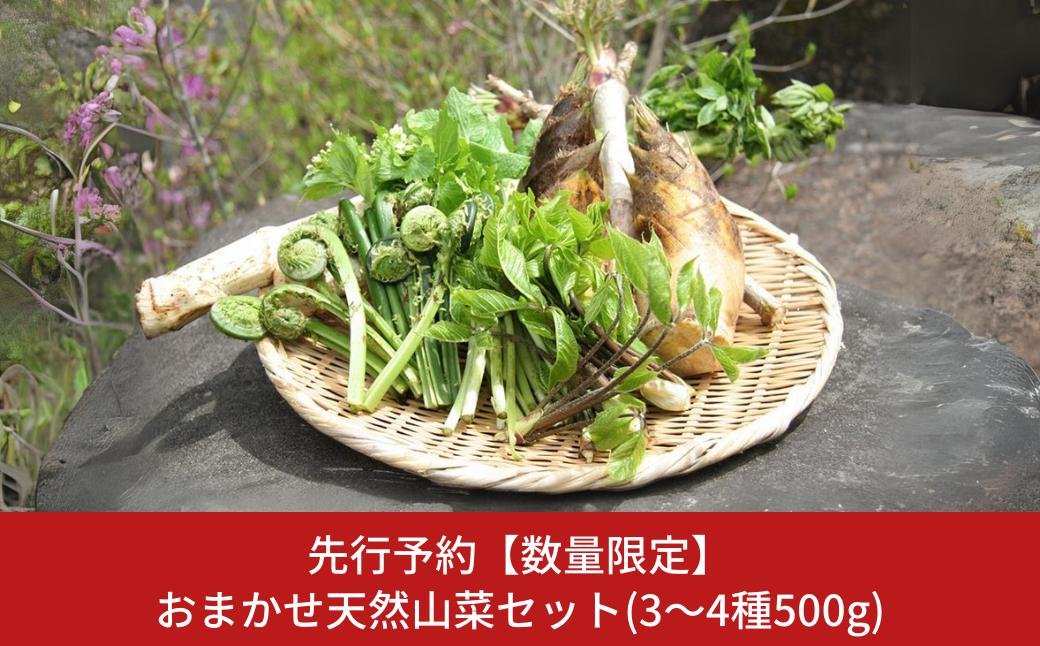 
先行予約 [数量限定] おまかせ天然山菜セット(3～4種500g) [4月上旬から順次発送予定] 新潟県 三条市 下田産 【020S069】
