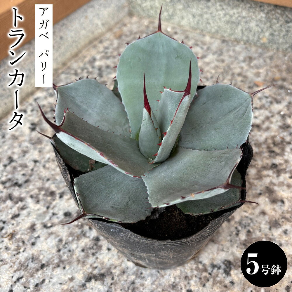 【ふるさと納税】アガベ パリー トランカータ 5号鉢