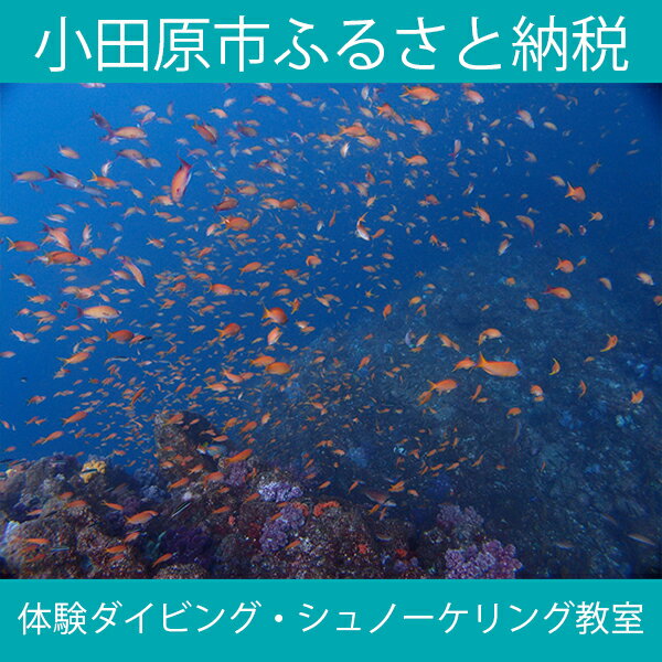 【ふるさと納税】海の中をのぞいてみよう！体験ダイビング・シュノーケリング教室