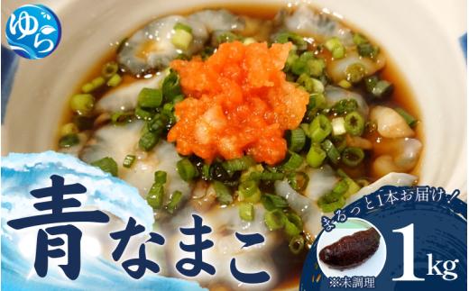 先行予約 活 なまこ 青なまこ 1kg 【2025年12月20日より順次発送】 / ナマコ 海の幸 由良町 新鮮 刺身 珍味 産地直送 海産物 特産 和歌山県【skmn014A】
