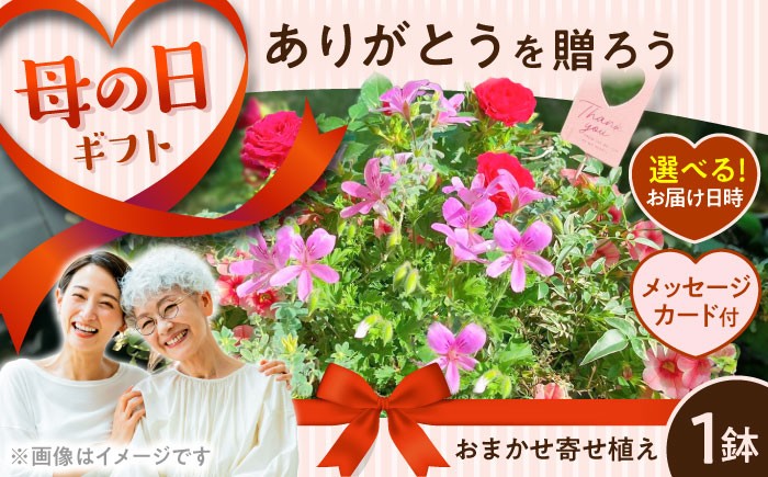 
                  【先行予約】【2027年4月下旬から順次発送開始】母の日ギフト寄せ植え (おまかせ) / お花 flower フラワー ふらわー 花 はな インテリア 植物 熊本 菊陽 母の日【GreenlifeYoshimura】[BHBG003]
                