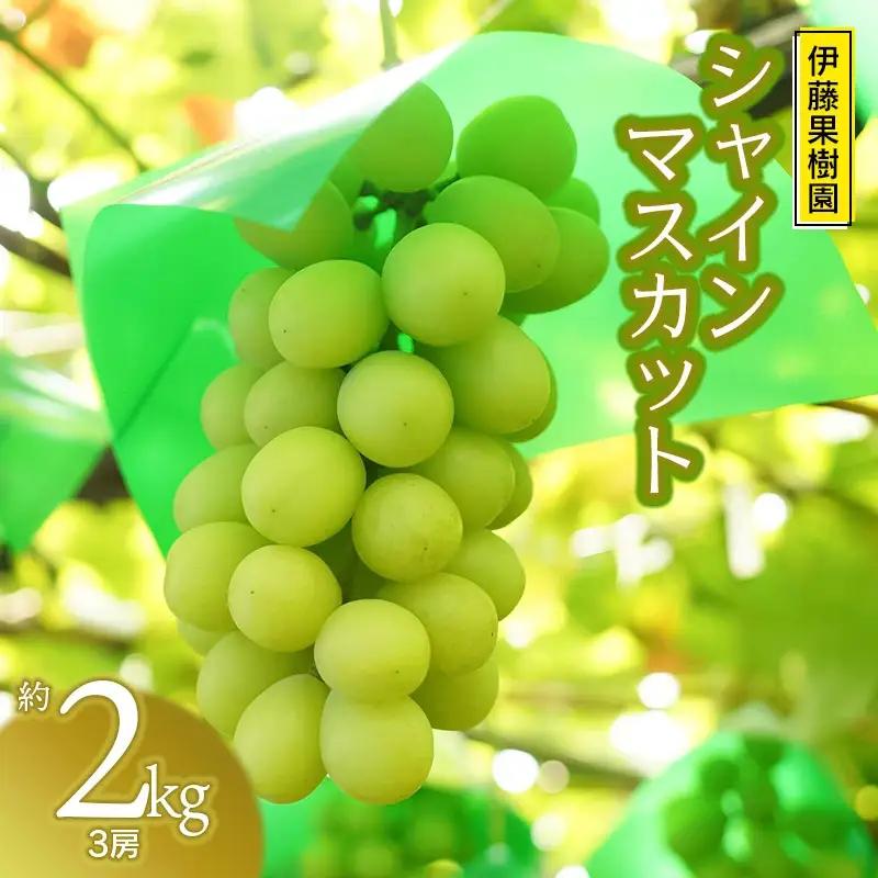 【令和8年産先行予約】鶴岡市産ぶどう シャインマスカット　約2kg（3房）　伊藤果樹園